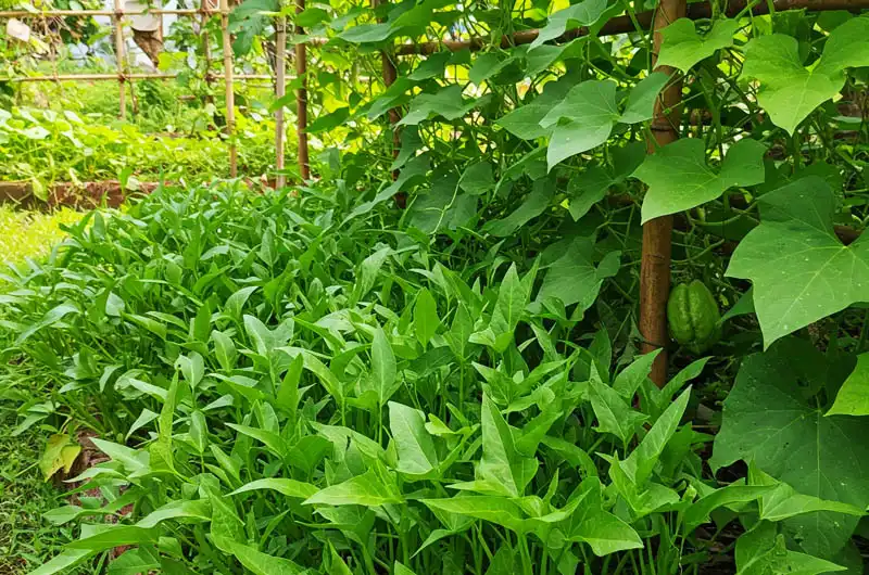 Lush, sunlit tropical garden bed overflowing. Vibrant green Kangkong (water spinach) grows thickly beside sprawling Sweet Potato vines with healthy leaves. A Chayote vine climbs a bamboo trellis in the background, demonstrating an abundant, budget-friendly home harvest.