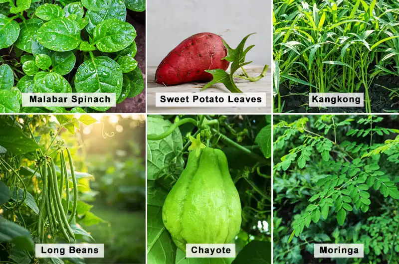 Kangkong, Sweet Potato Leaves, Malabar Spinach, Chayote, Long Beans Moringa