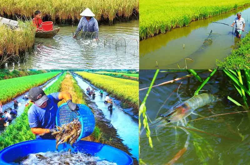 The rice shrimp farming system in Vietnam