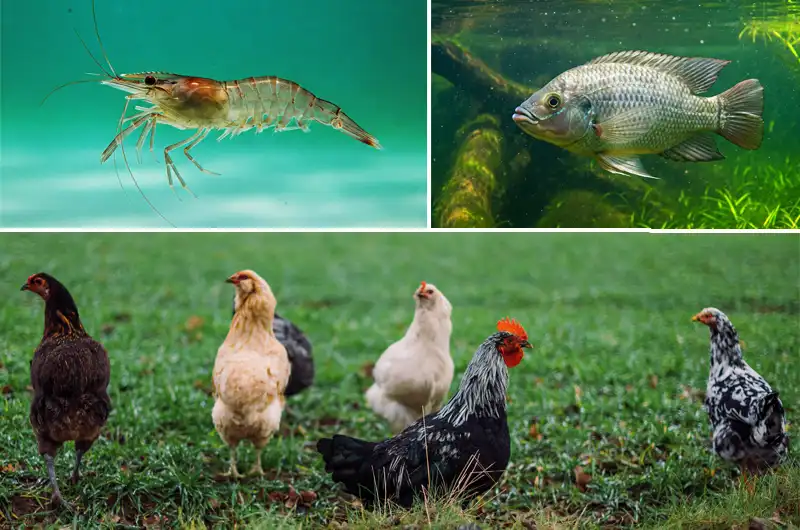 Proteins like: Tilapia, shrimp, free-range poultry.