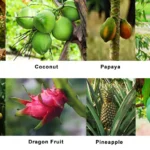 Tropical Food: Sustainable Agriculture & Global Flavors Tropical Food have Fruits like: mango, pineapple, coconut, banana, papaya, dragon fruit, durian, longan.