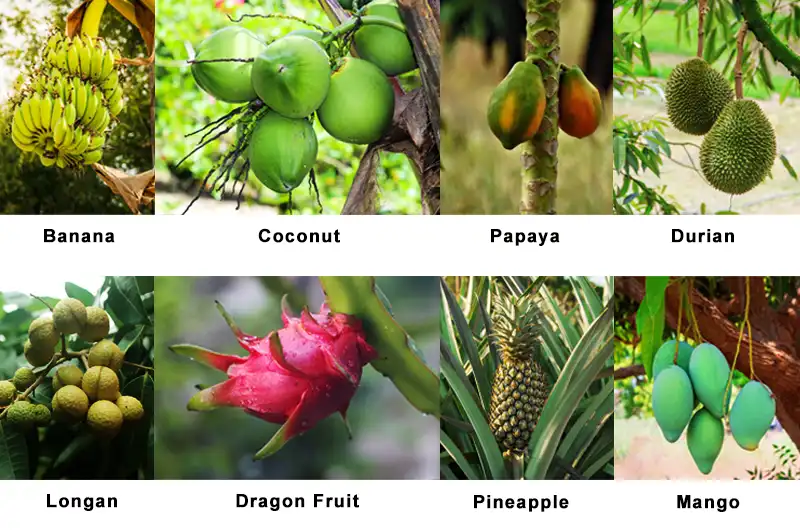 Tropical Food have Fruits like: mango, pineapple, coconut, banana, papaya, dragon fruit, durian, longan.