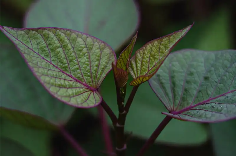 Macro close-up of a fresh sweet potato leaf highlighting its vibrant green texture, veins, and healthy quality.