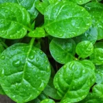 Malabar Spinach Benefits: Nutrition, Uses and More Close-up of fresh, glossy green Malabar Spinach leaves highlighting their heart shape and succulent texture.