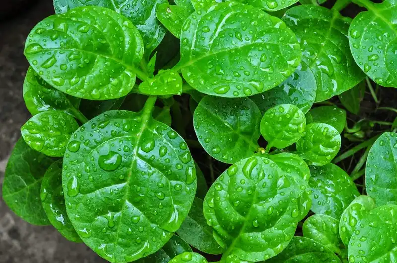 Close-up of fresh, glossy green Malabar Spinach leaves highlighting their heart shape and succulent texture.