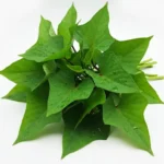 Sweet Potato Leaves Benefits: The Edible Green Powerhouse Bunch of fresh, vibrant green sweet potato leaves with tender stems, showcasing their healthy appearance before cooking.