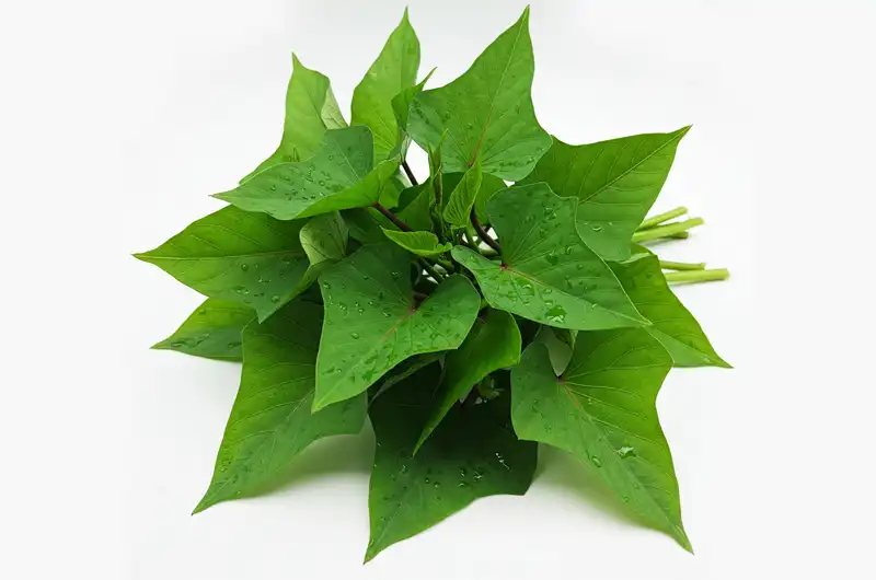 Bunch of fresh, vibrant green sweet potato leaves with tender stems, showcasing their healthy appearance before cooking.
