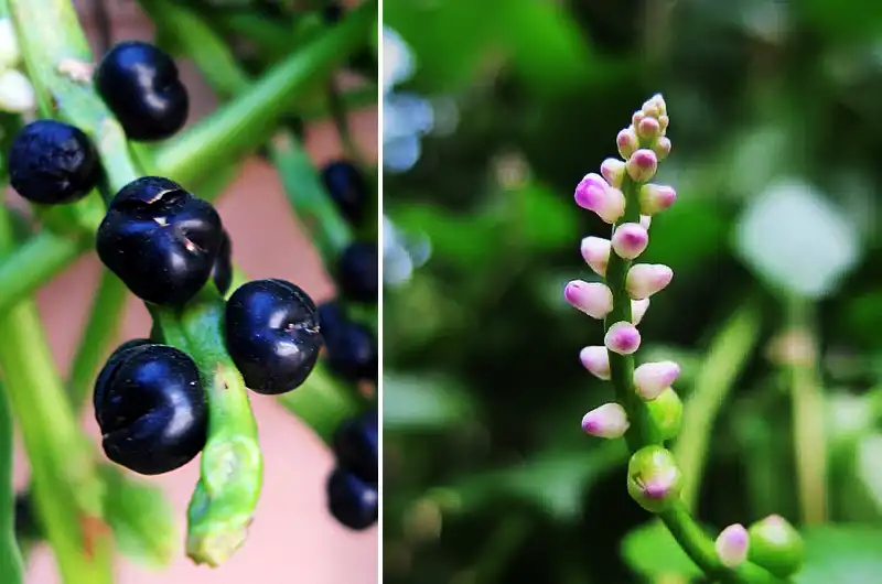 Extreme close-up of deep purple, almost black Malabar Spinach berries used as a source for natural dye or food coloring.