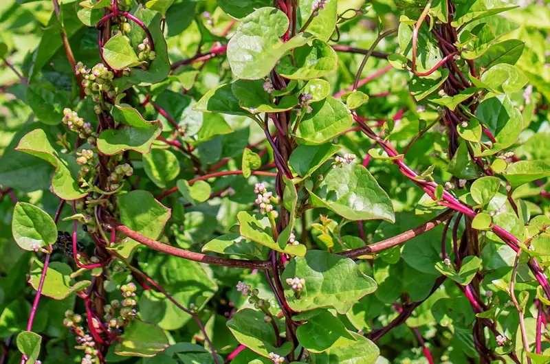 Lush red-stemmed Malabar Spinach vine (Basella rubra) thriving as an edible ornamental, climbing a garden trellis.