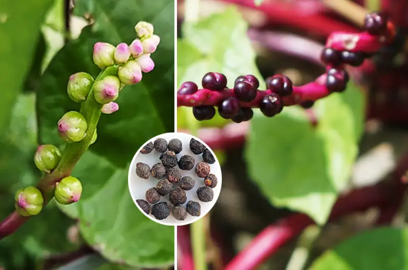 Close-up of a cluster of mature, round, deep purple-black Malabar spinach berries (seeds) attached to the vine.