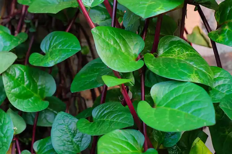 Vibrant reddish-purple stems of Basella rubra, the red Malabar Spinach variety, contrasting beautifully with its glossy green leaves.