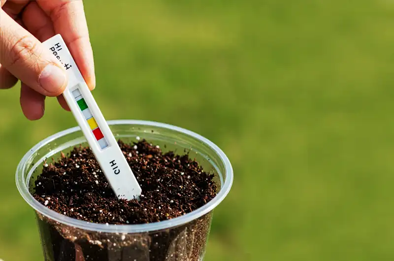 Using a soil pH test kit to check the acidity of the prepared tropical plant soil, aiming for the ideal 5.5-6.5 range