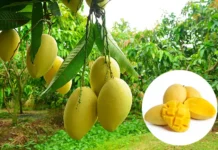 Cat Chu Mangoes: Origin, Source, and Flavor Profile Ripe yellow Cat Chu mangoes hanging from a tree branch, with an inset showing whole and sliced mangoes.