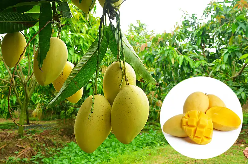Ripe yellow Cat Chu mangoes hanging from a tree branch, with an inset showing whole and sliced mangoes.