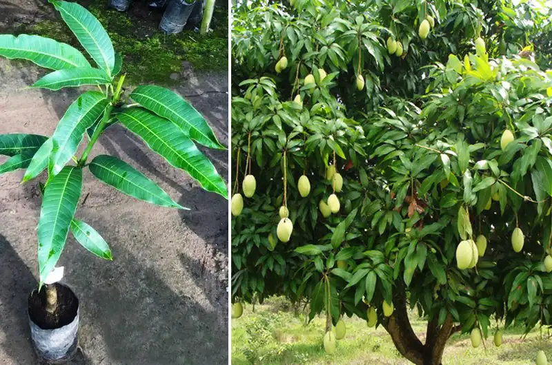 Split image: Left side shows a young mango sapling in a bag; right side shows a mature mango tree with green mangoes.