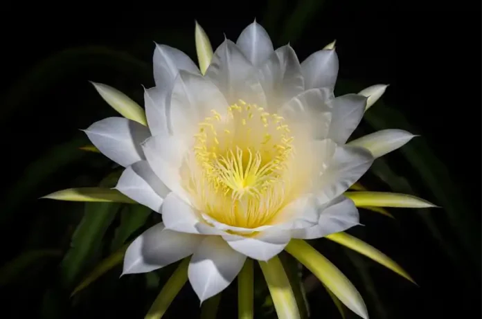 Stunning large white dragon fruit flower, known as 'Queen of the Night', in full bloom at night.