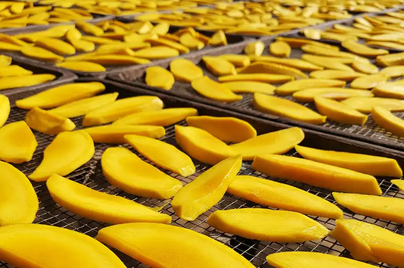 Detailed close-up shot of thin slices of ripe yellow mangoes meticulously arranged on mesh trays, undergoing the traditional sun-drying process. This image illustrates a common and sustainable method of tropical food preservation, extending shelf life and creating delicious dried fruit snacks.