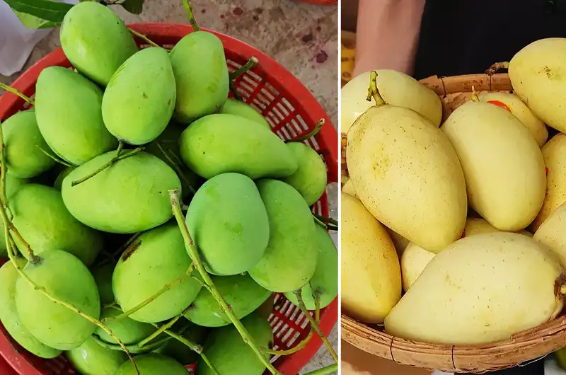 Left side shows a basket of green, unripe mangoes; right side shows a basket of yellow, ripe mangoes