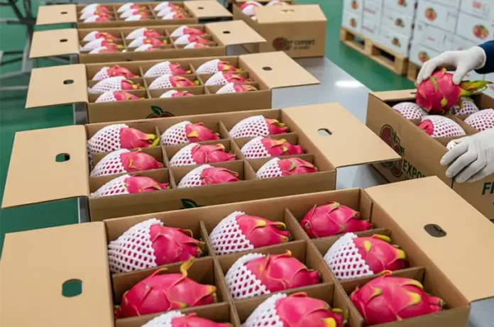 Red dragon fruits being professionally packed in specialized cardboard boxes for export, highlighting quality control.