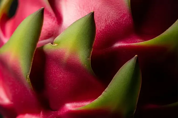 Detailed close-up of the distinctive 'scales' or bracts on red dragon fruit skin, explaining the story behind its name.